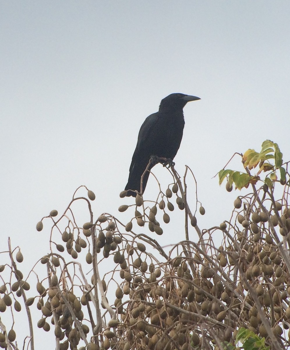 Cuban Crow - ML130237161