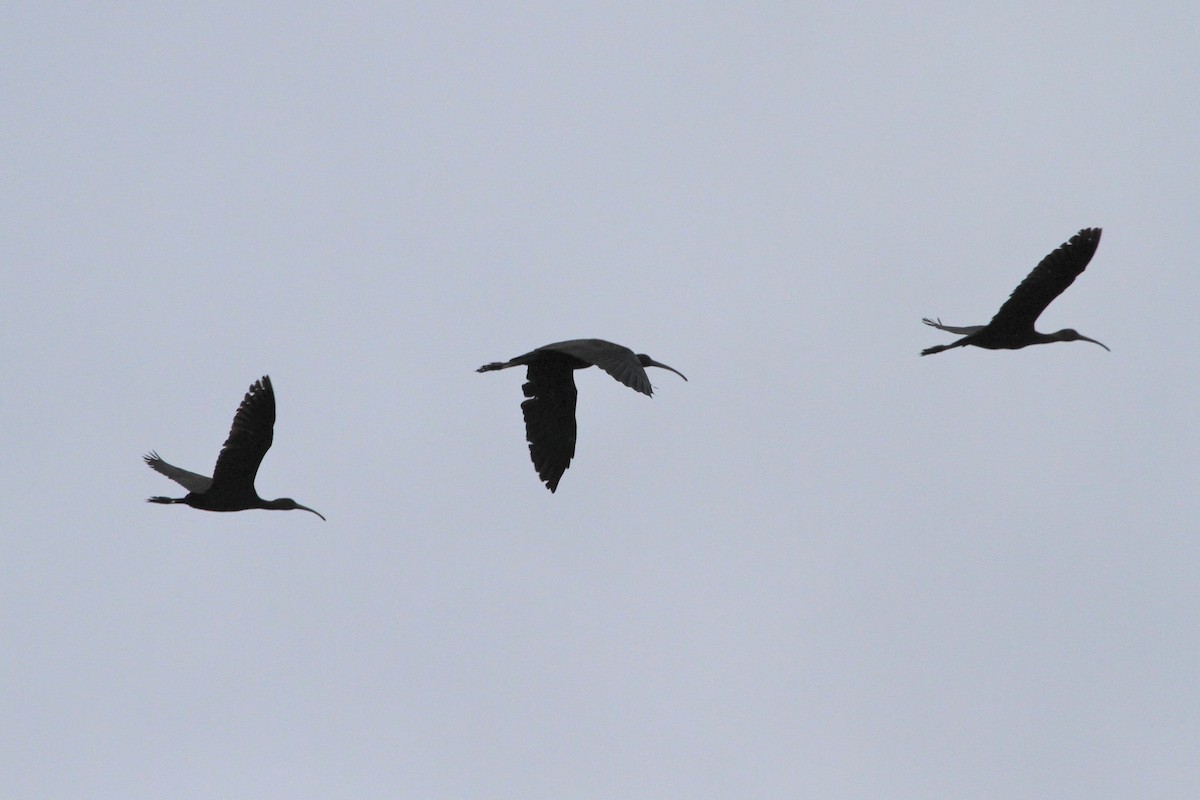 Glossy Ibis - ML130237801