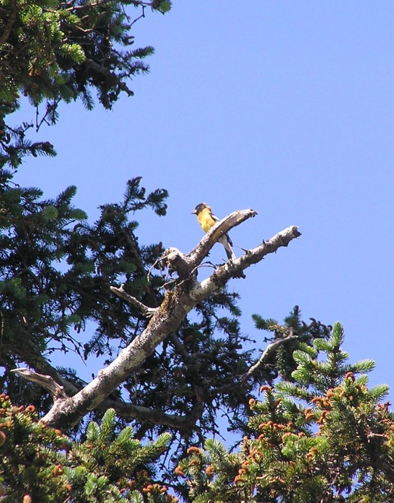 Black-headed Grosbeak - ML130238421