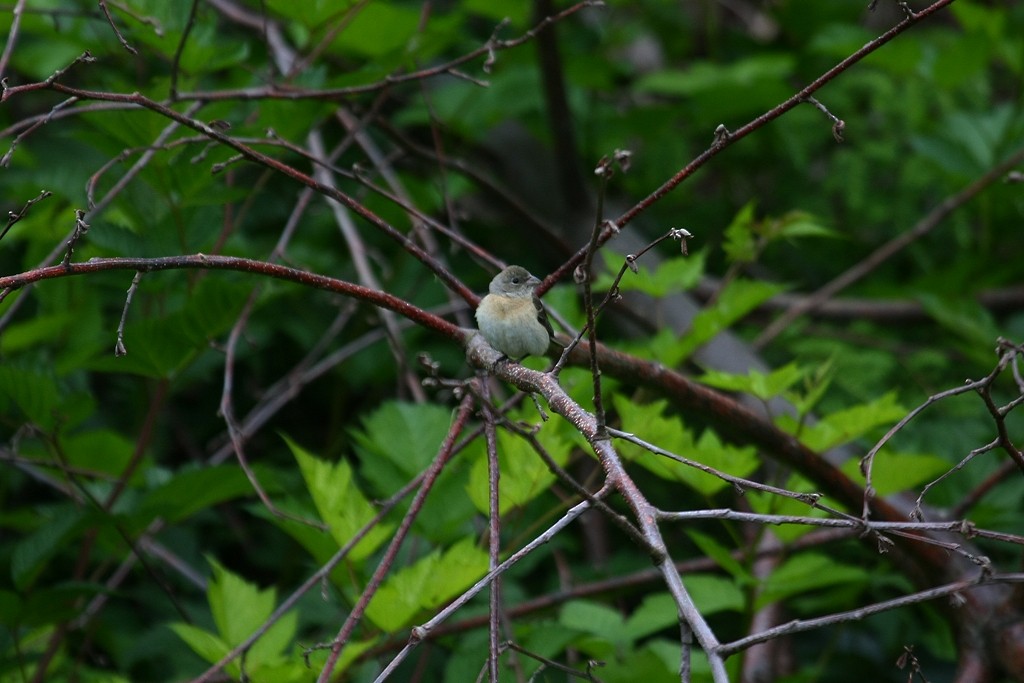 Lazuli Bunting - ML130238471