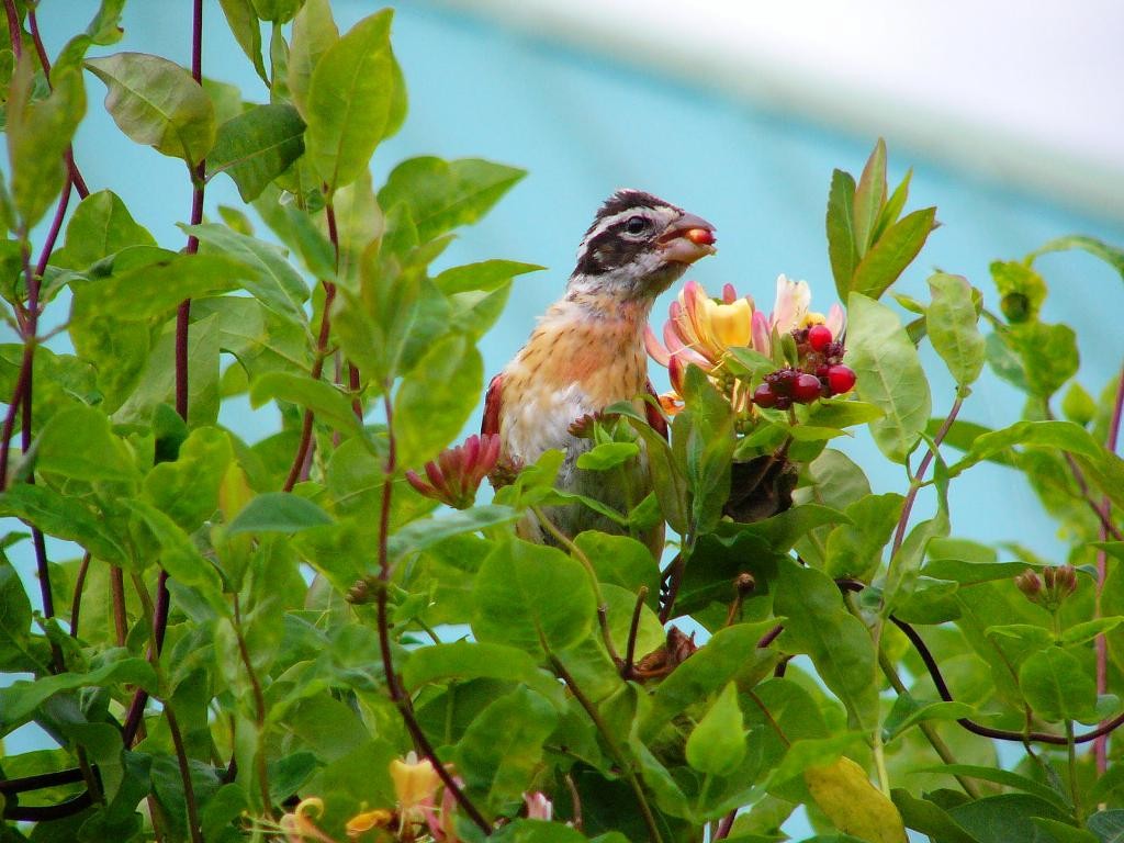 Rose-breasted Grosbeak - ML130238571