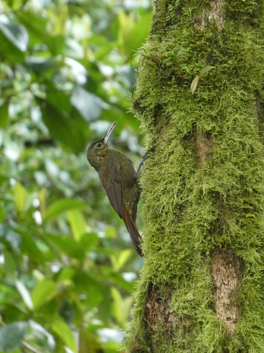 Spotted Woodcreeper - ML130239021