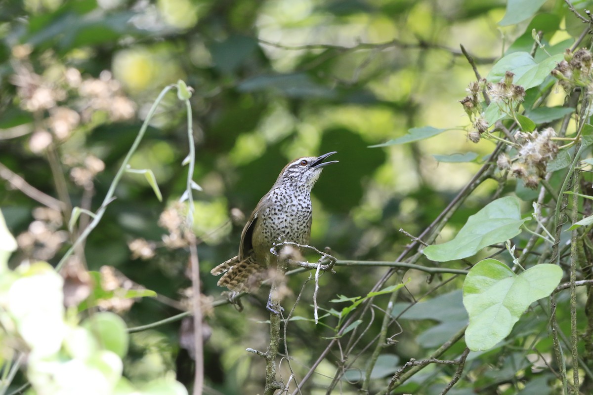 Spot-breasted Wren - ML130239231