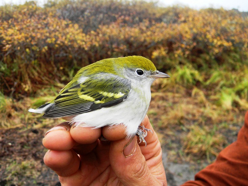 Chestnut-sided Warbler - ML130239321