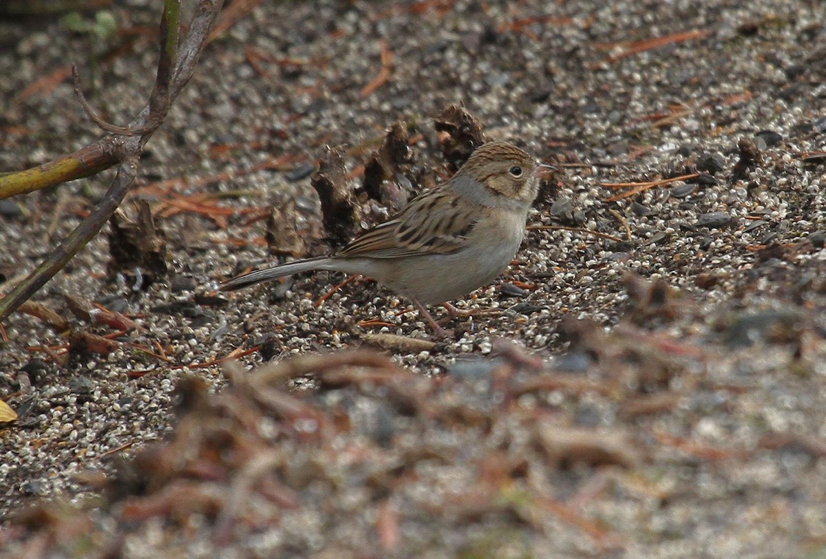 Clay-colored Sparrow - ML130239361