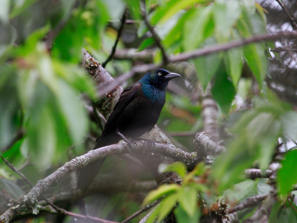 Common Grackle - ML130240551