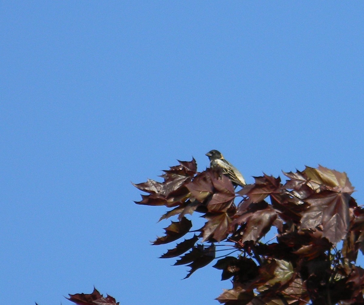 bobolink - ML130241061