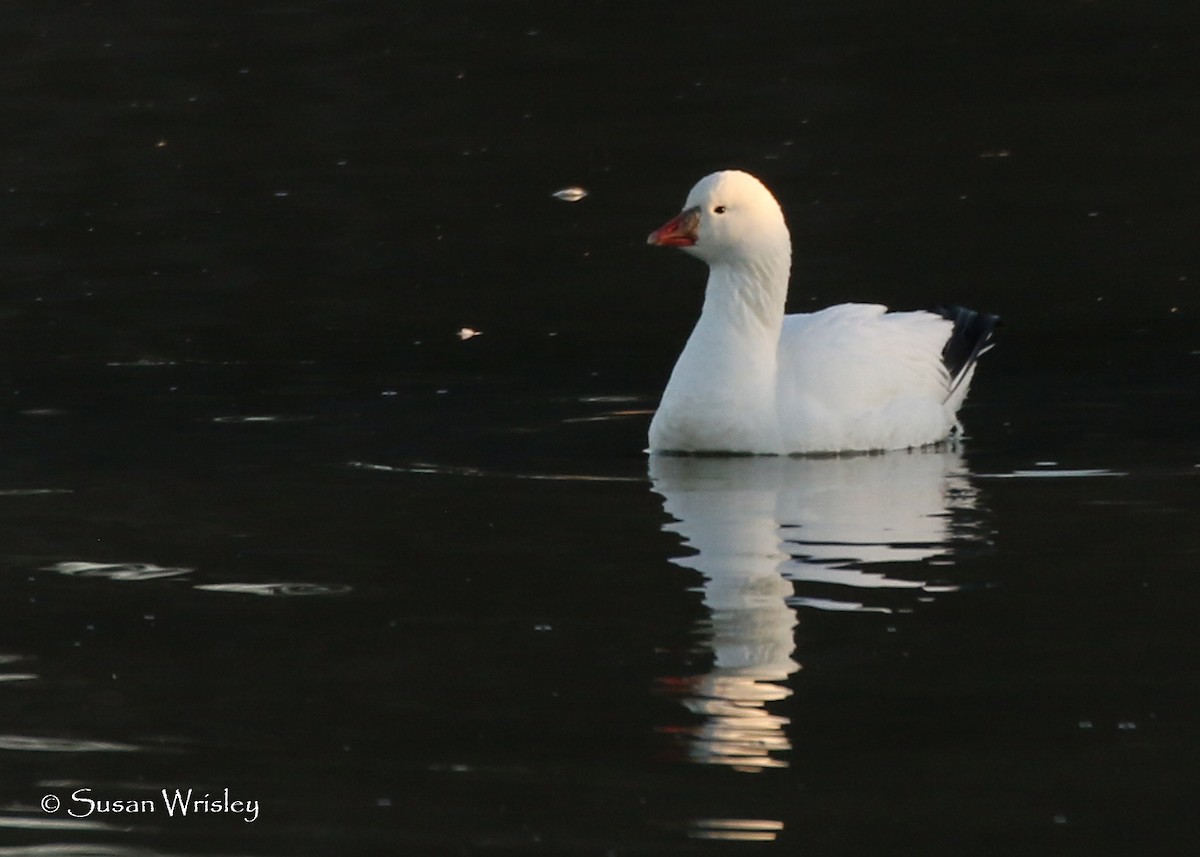 Ross's Goose - Susan Wrisley