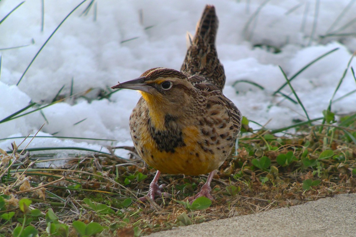 Western Meadowlark - Andrew Piston