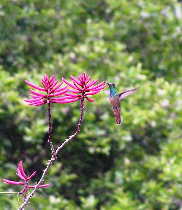 Buff-bellied Hummingbird - ML130242851