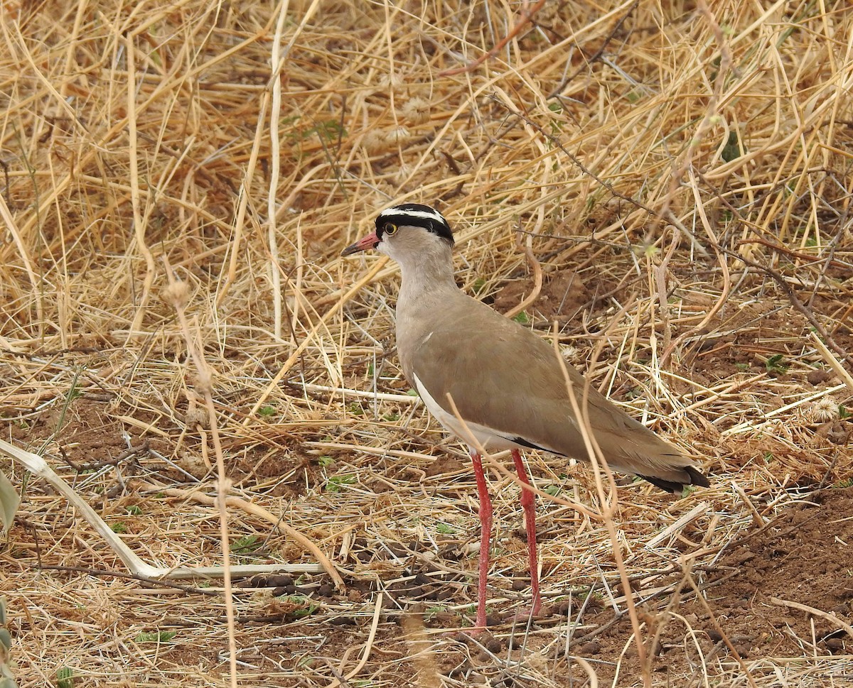 Crowned Lapwing - ML130243981