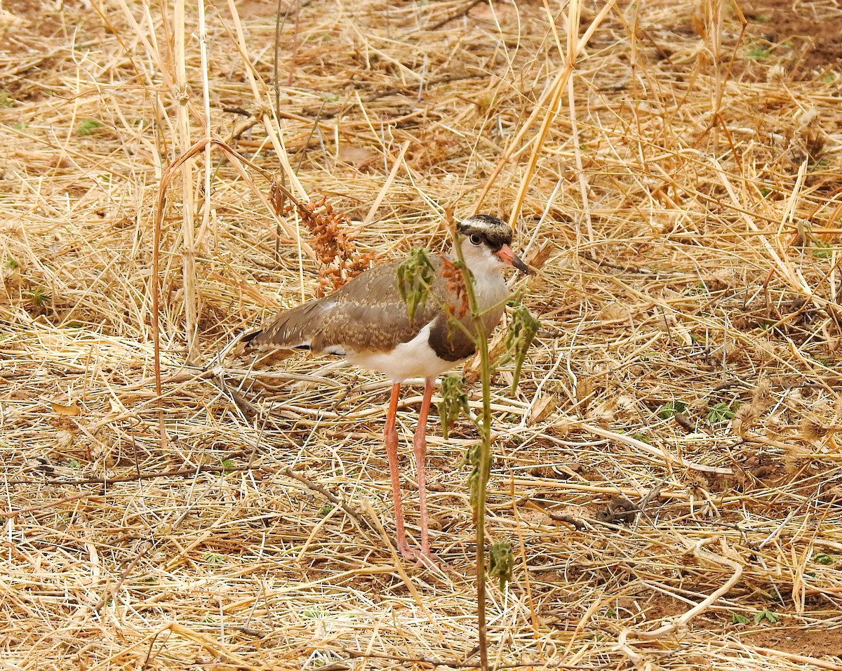 Crowned Lapwing - ML130244021