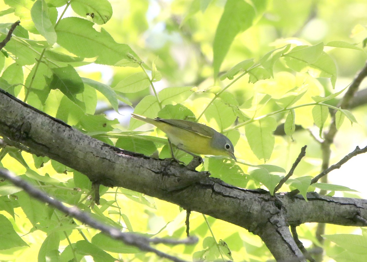 Nashville Warbler - ML130244051