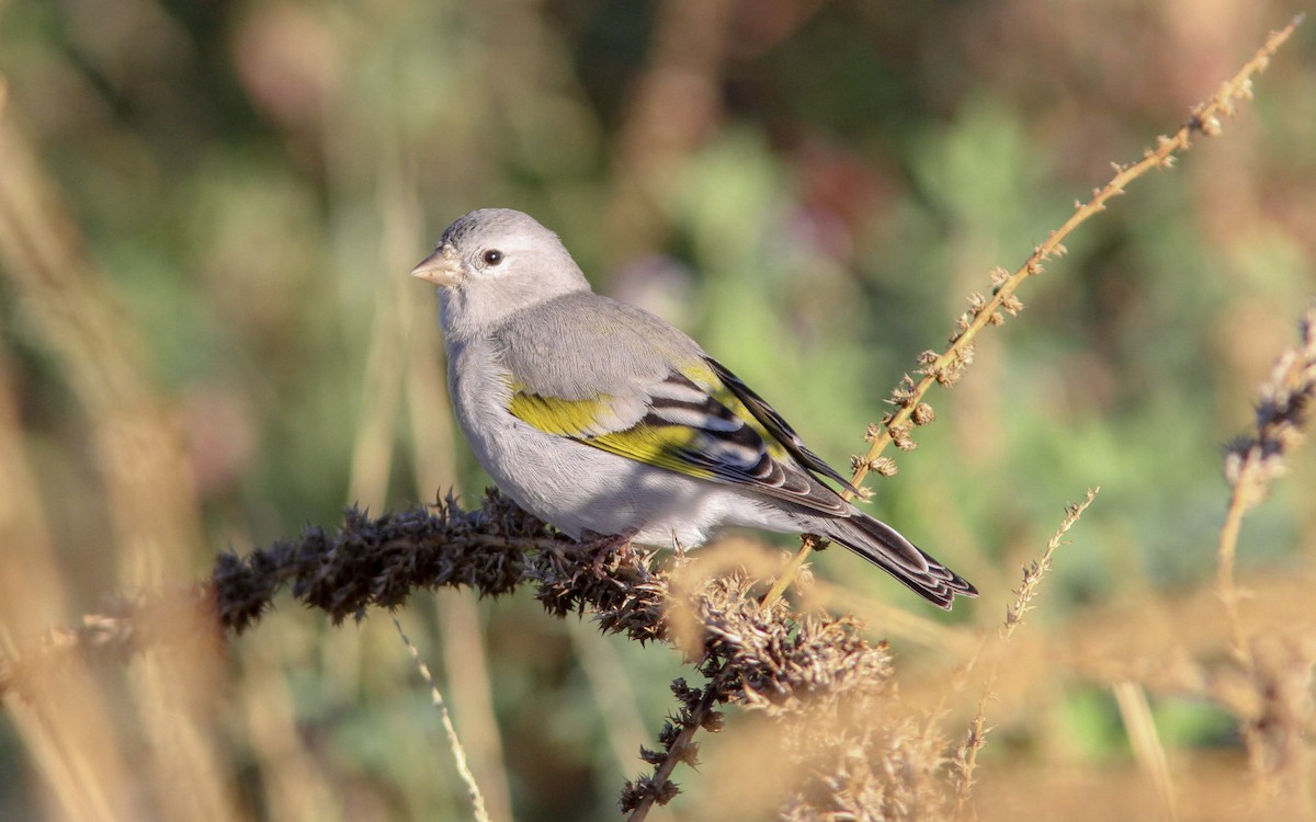 Chardonneret gris - ML130244081