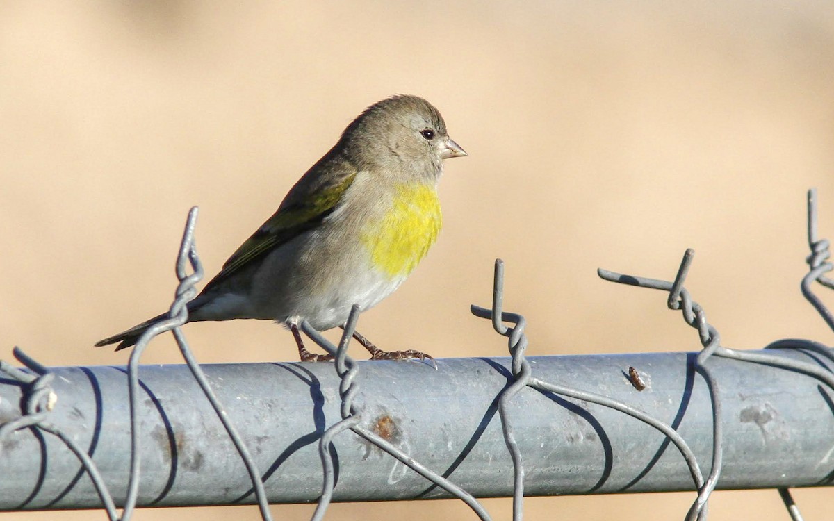 Lawrence's Goldfinch - ML130244141