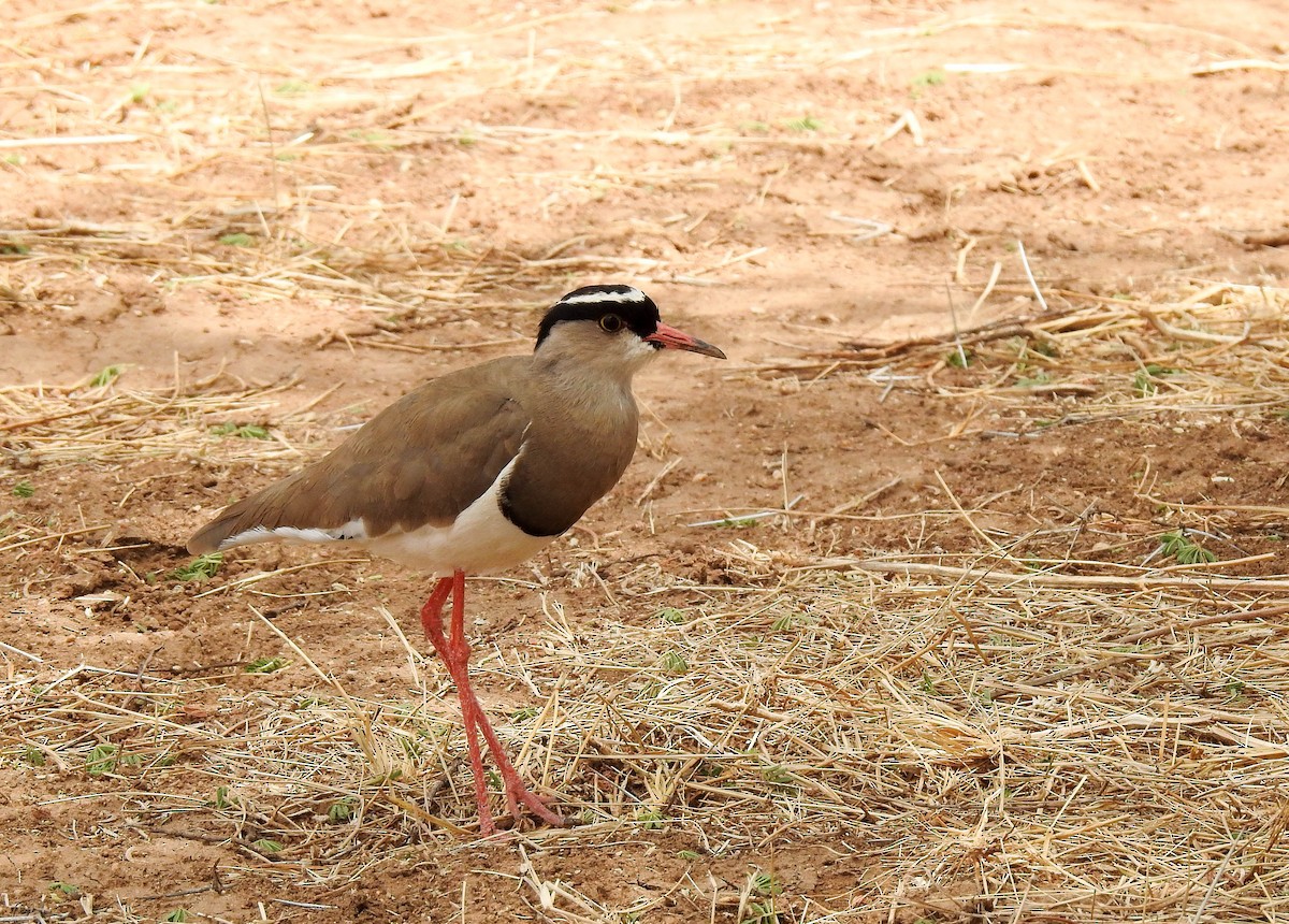 Crowned Lapwing - ML130244211