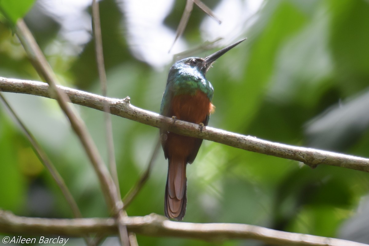 Jacamar à couronne bleue - ML130247911