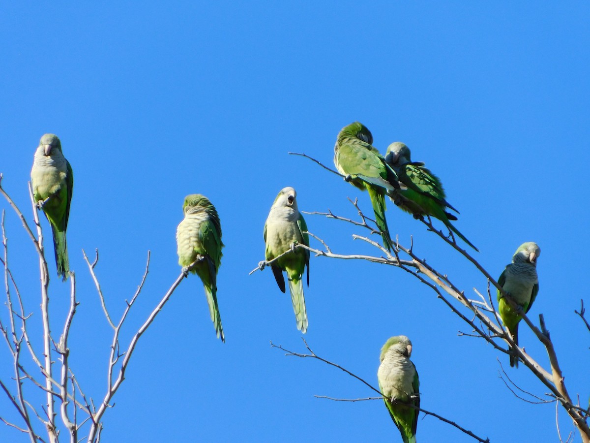 Monk Parakeet - Eric Hough