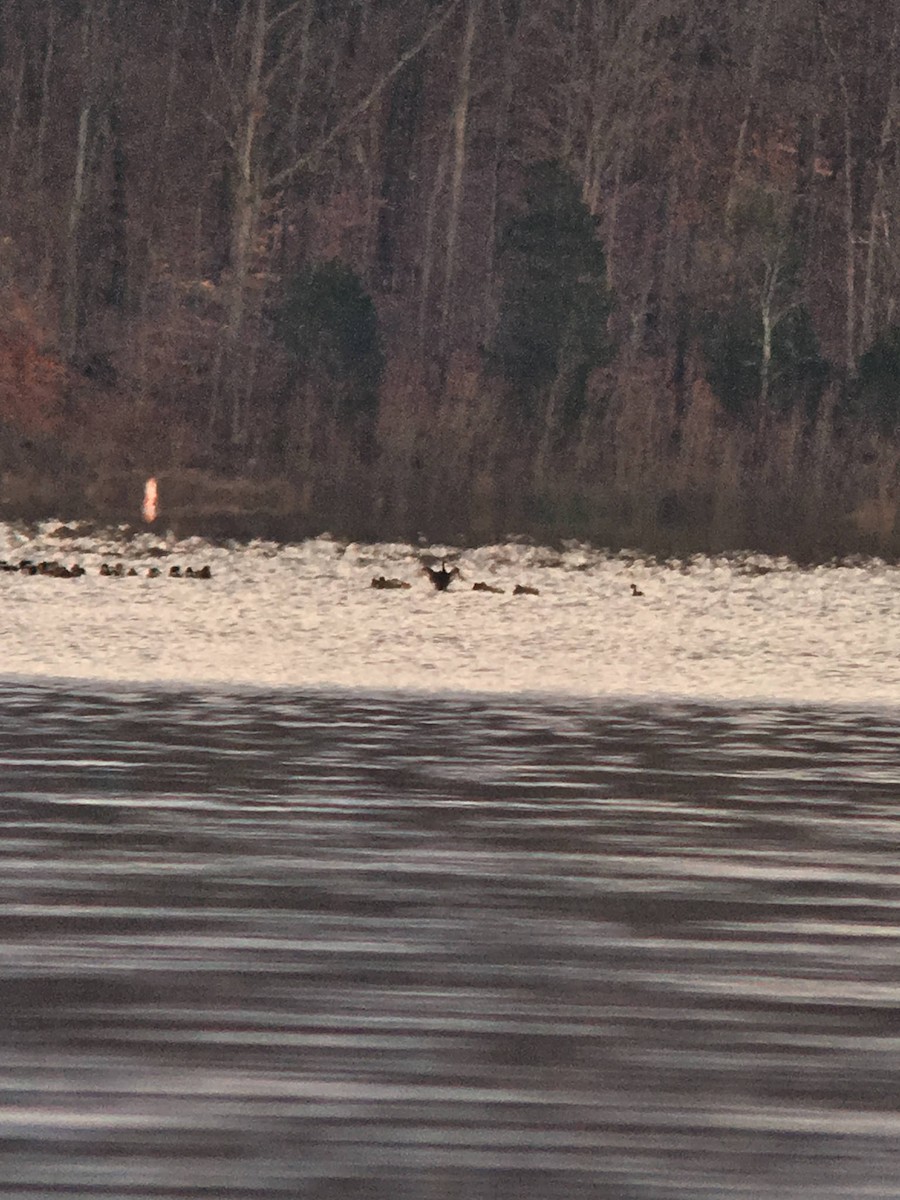 Western Grebe - ML130248101