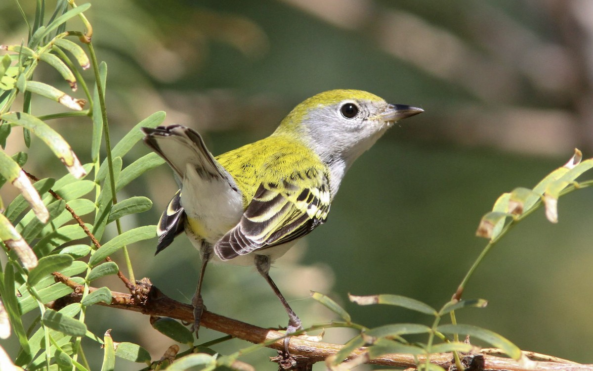 Chestnut-sided Warbler - ML130248311