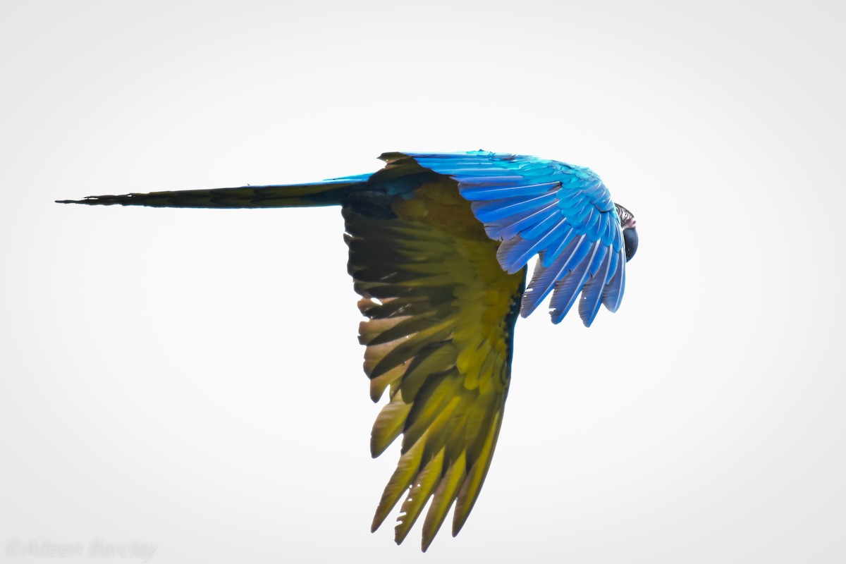Blue-and-yellow Macaw - Aileen Barclay