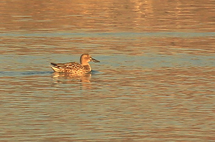 Cinnamon Teal - ML130249111