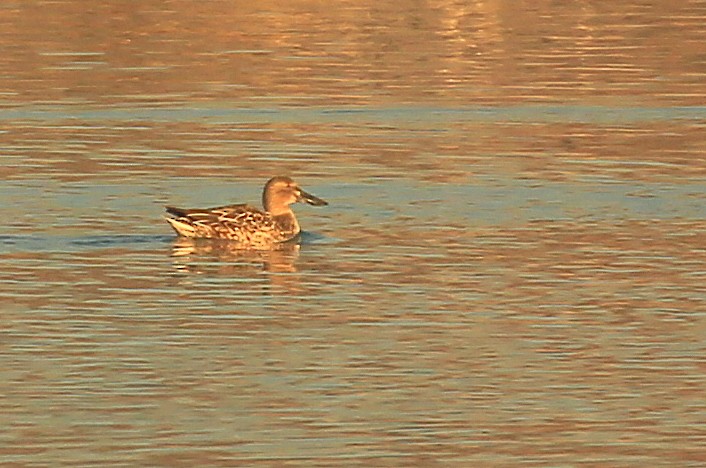 アカシマアジ - ML130249111