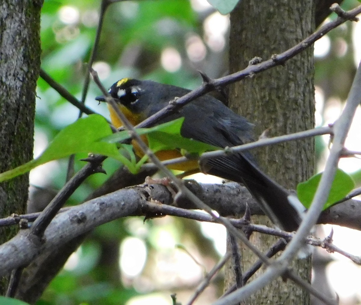 Fan-tailed Warbler - ML130249171