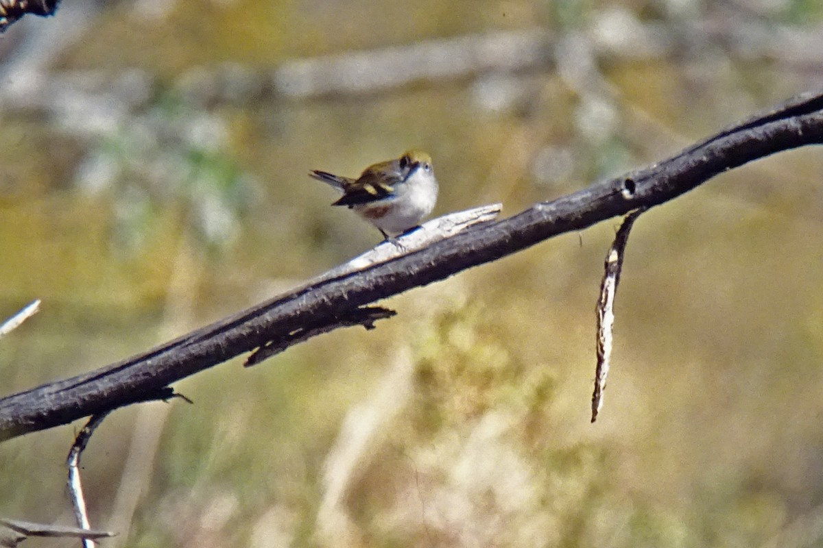 Chestnut-sided Warbler - ML130249181