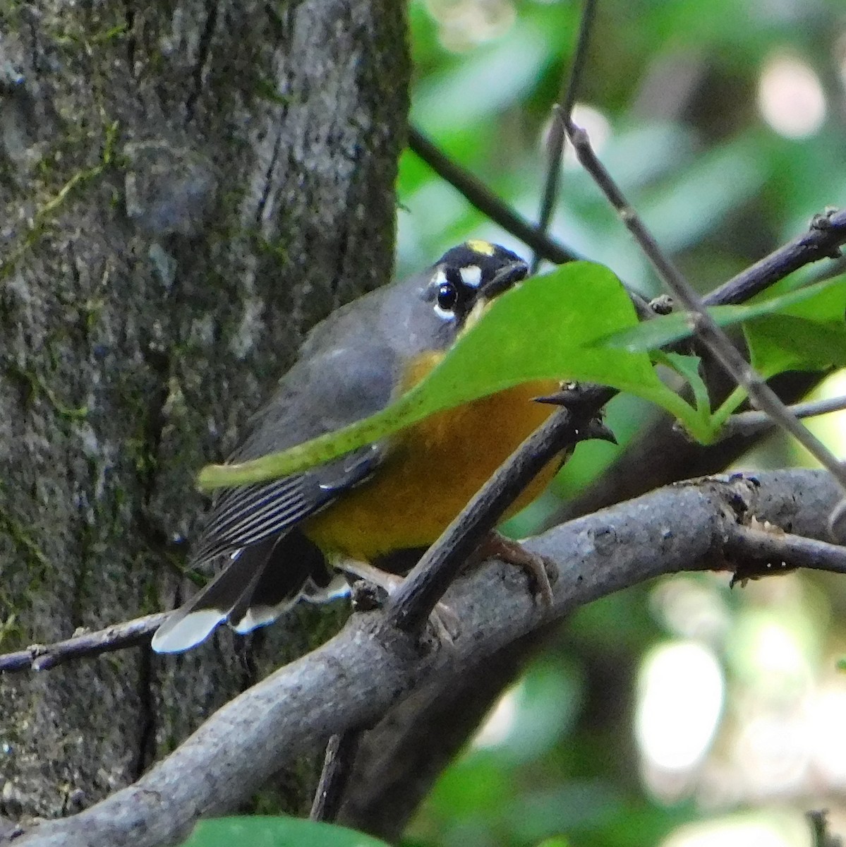 Fan-tailed Warbler - ML130249231