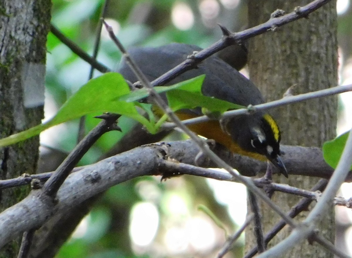 Fan-tailed Warbler - ML130249241