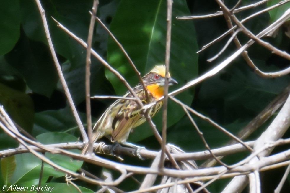 Gilded Barbet - Aileen Barclay