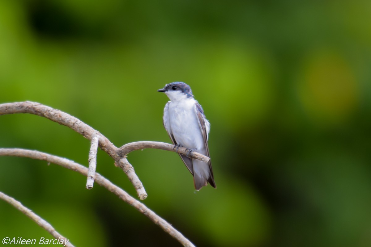 White-winged Swallow - Aileen Barclay