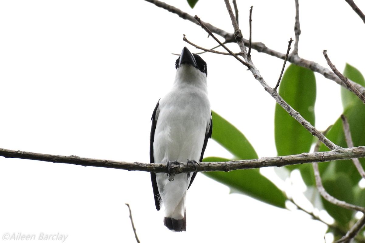 Black-crowned Tityra - Aileen Barclay