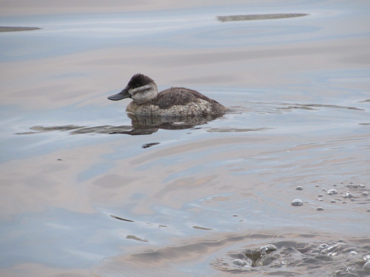 Ruddy Duck - Maria Smith