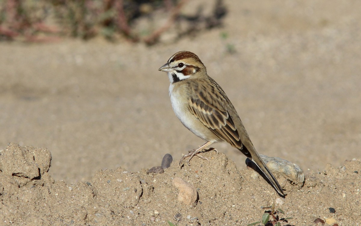 Bruant à joues marron - ML130251071