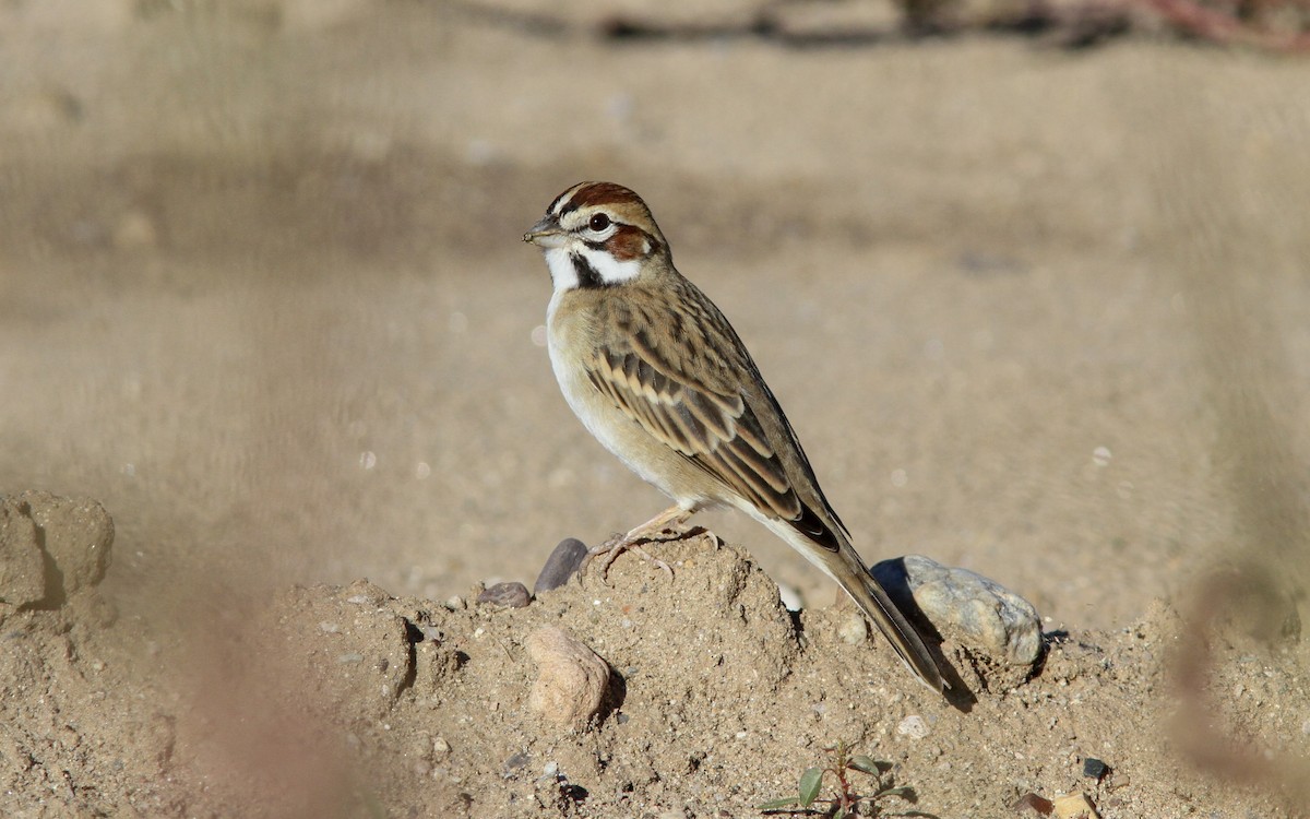 Lark Sparrow - ML130251081