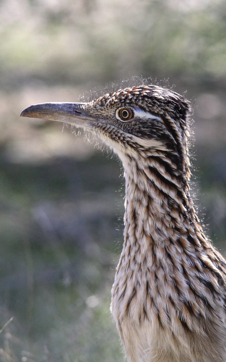 Greater Roadrunner - ML130251111