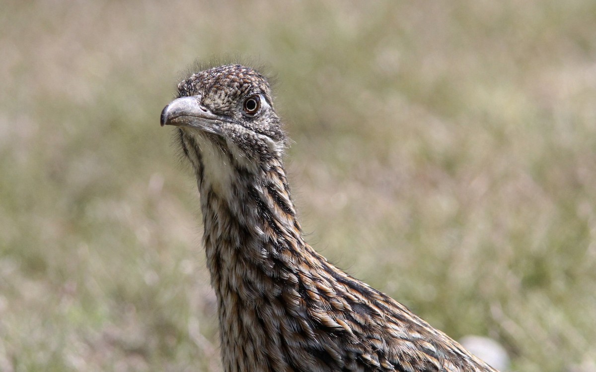 Greater Roadrunner - Sean Fitzgerald