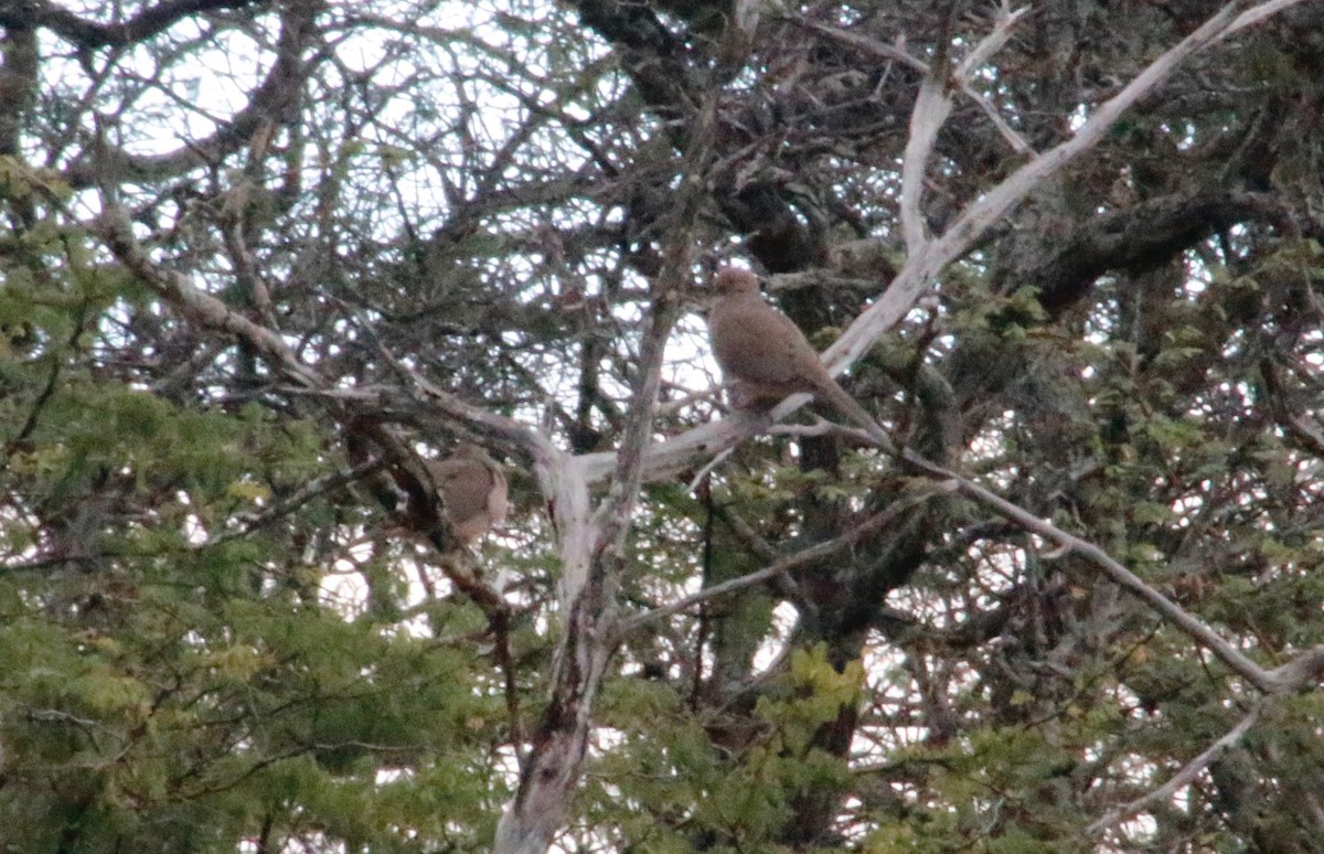 Mourning Dove - ML130251671