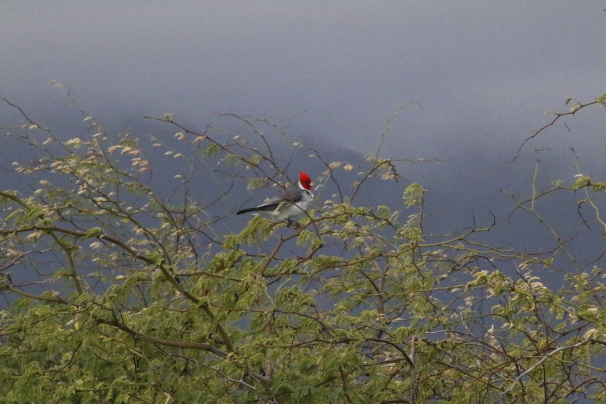 Red-crested Cardinal - ML130251731