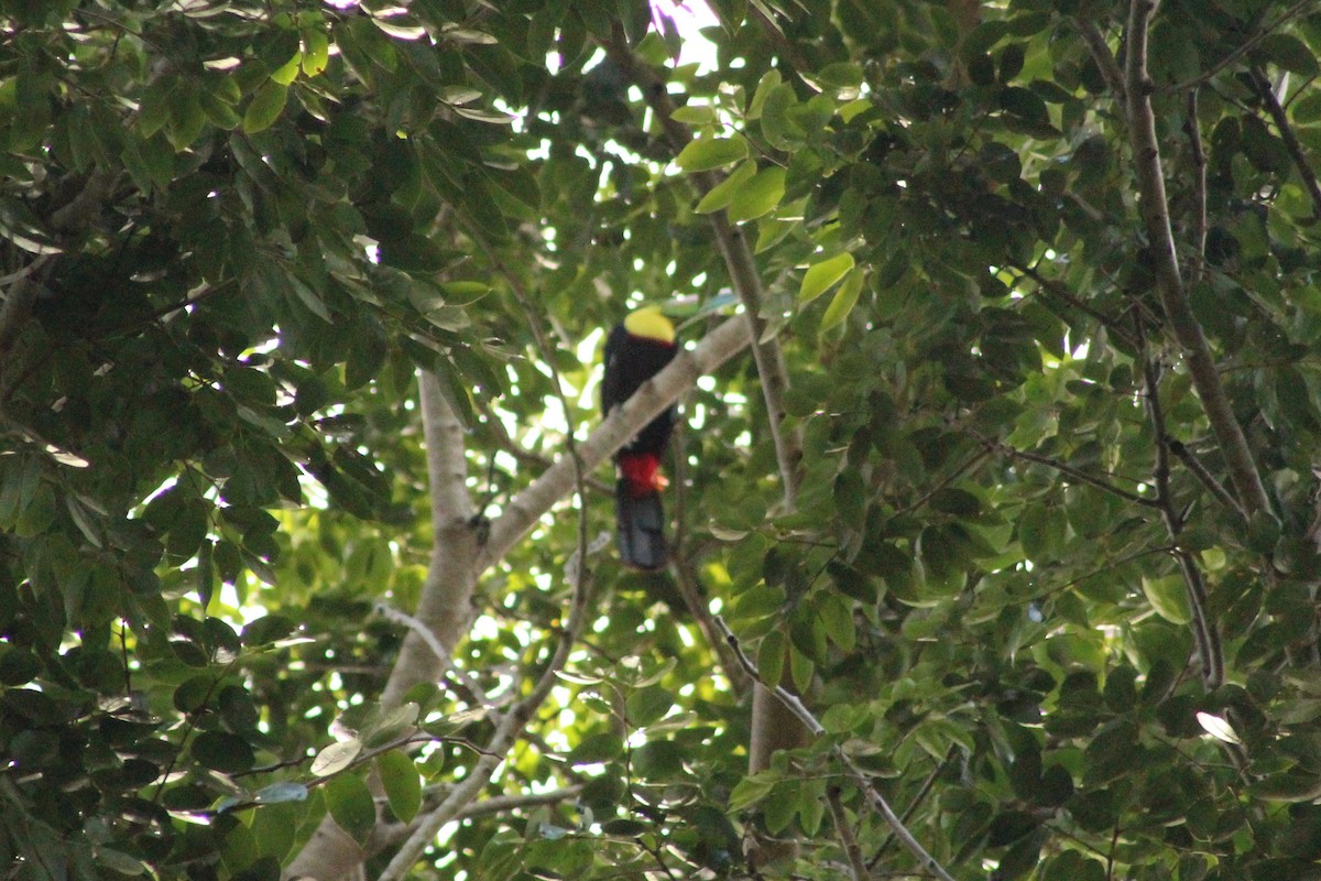 Keel-billed Toucan - ML130255731