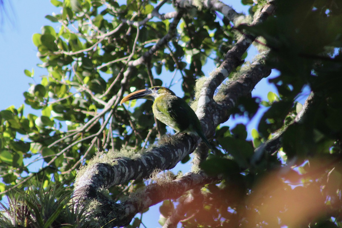 Groove-billed Toucanet - ML130256771