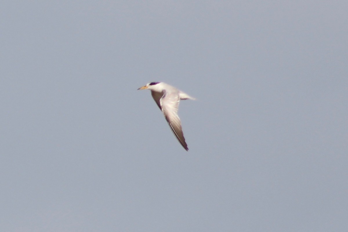 Yellow-billed Tern - Tahiry Langrand