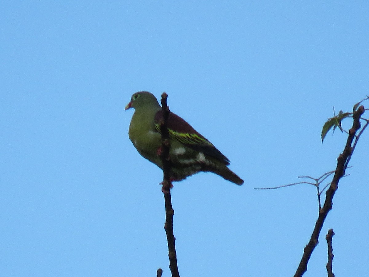 Крючкоклювый зелёный голубь (curvirostra) - ML130258001