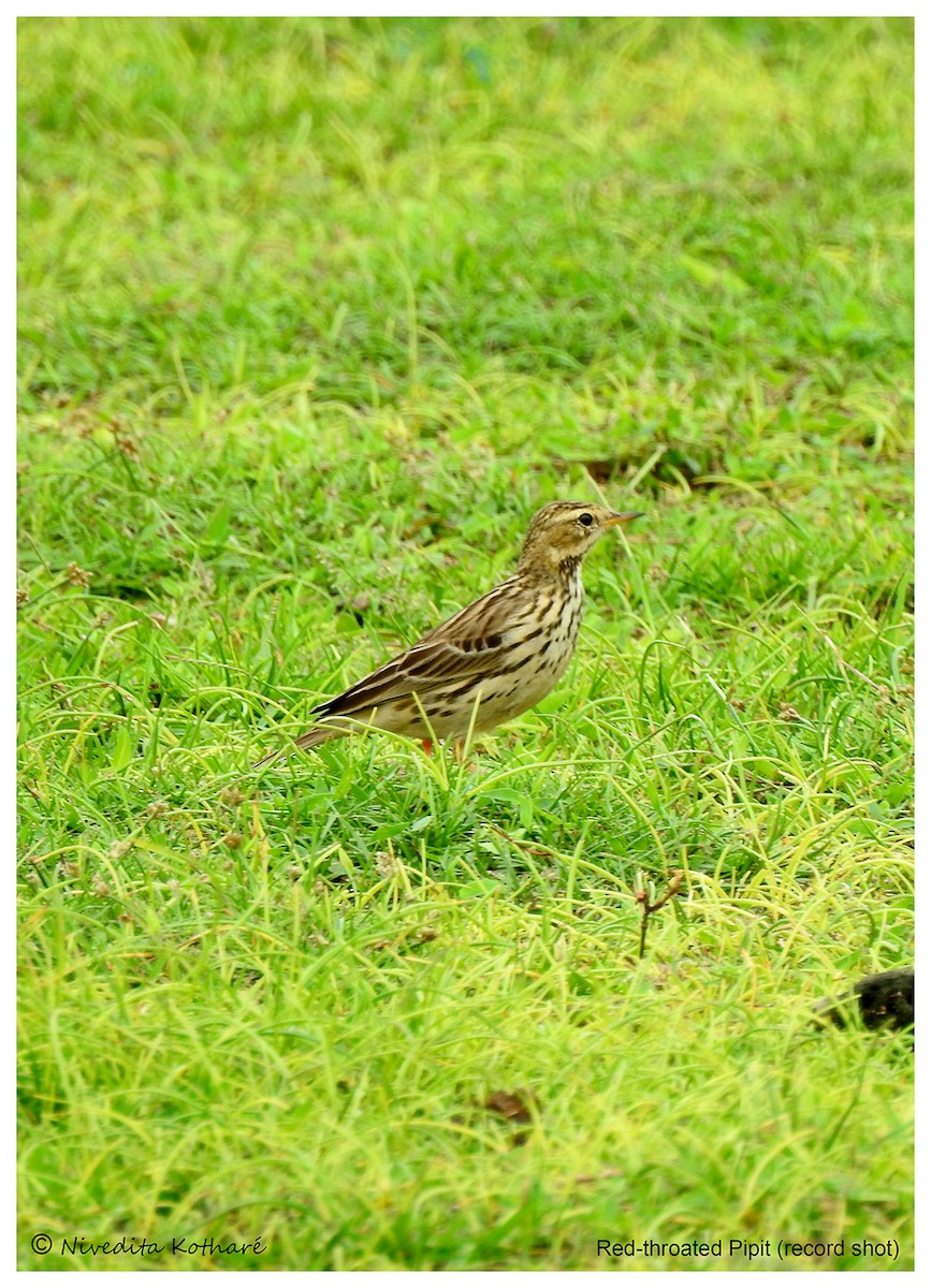 Red-throated Pipit - Nivedita Kotharé
