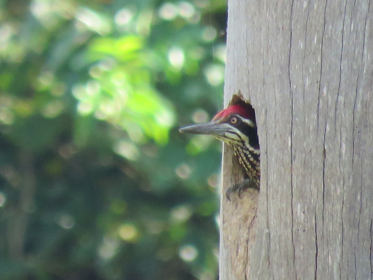 Greater Flameback - ML130259051