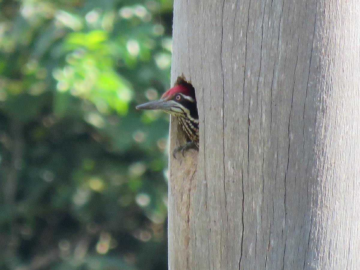 Greater Flameback - ML130259081