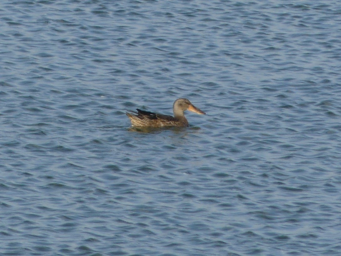 Northern Shoveler - ML130259441