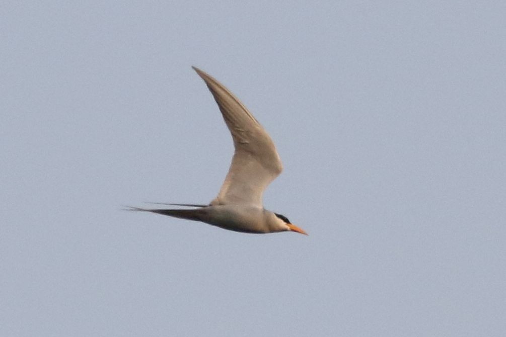 River Tern - ML130259521